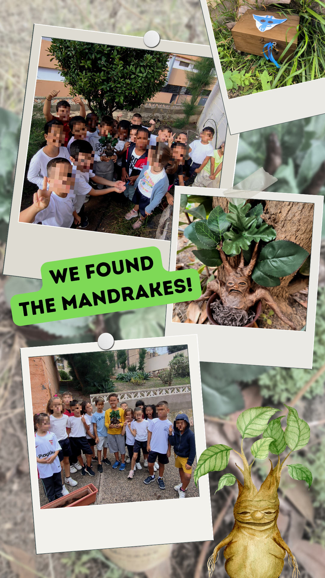 we found the mandrake!