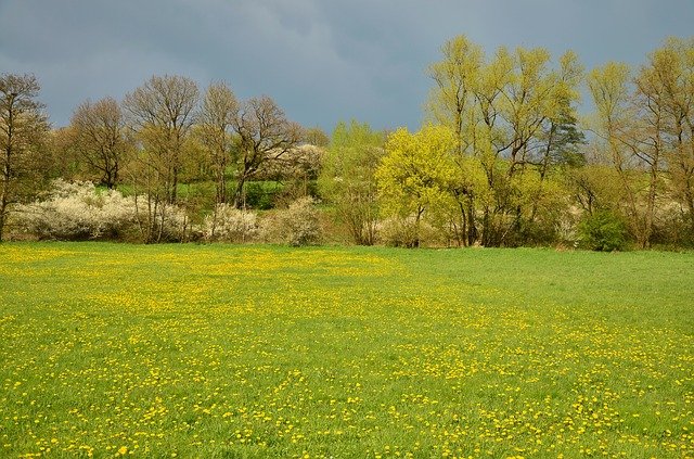 Paisaje primaveral verde y con flores